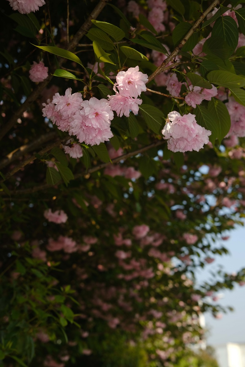 學(xué)校的櫻花開了，你，不來看看嗎？